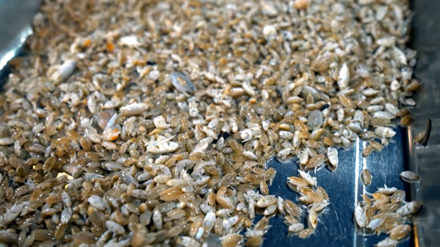 Lùng mua đặc sản “chỉ lùi không tiến” ở Phú Quốc