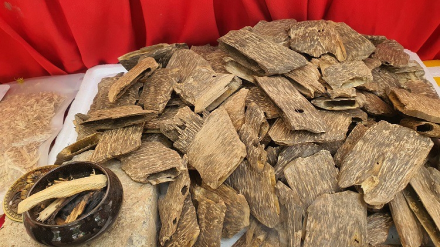 Loại gỗ vụn giá hàng chục triệu đồng/kg, khách vẫn tới tấp mua