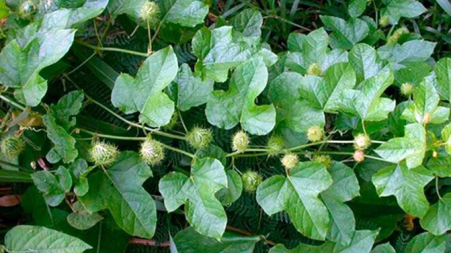 Loại rau đắng ngắt thành đặc sản hái bán quanh năm 70.000 đồng/kg