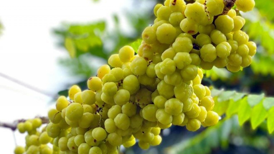 Quả ăn vặt đặc sản khoái khẩu có giá tới 180.000 đồng/kg