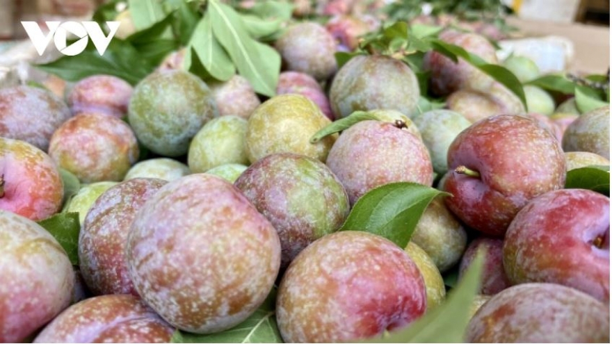 Sơn La tiêu thụ gần 30.000 tấn quả, thu về gần 630 tỷ đồng trong quý I năm nay