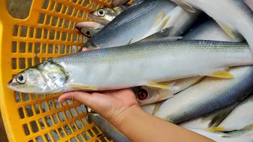 Cá đặc sản muốn mua phải đặt trước, 300.000 đồng/kg