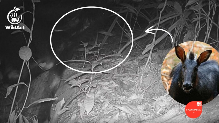 Mainland serow recorded by camera traps in Dak Lak