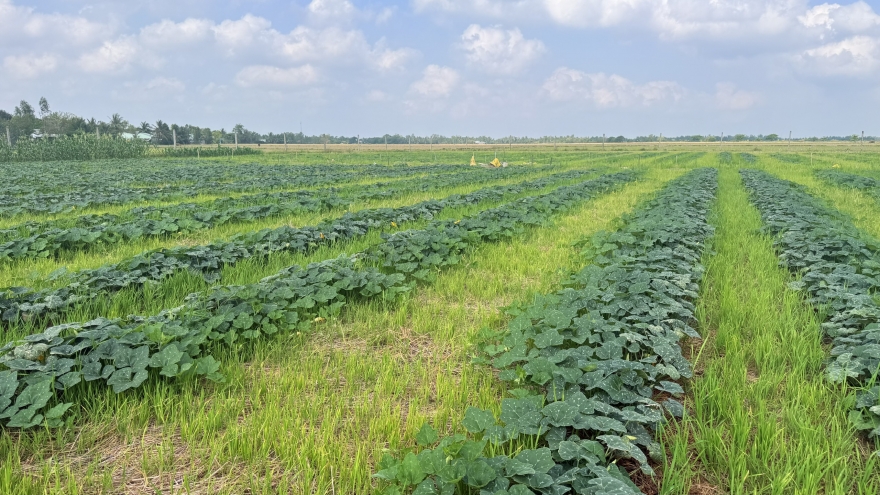 Nông dân Cần Thơ chuyển từ lúa vụ 3 sang trồng cây màu, tăng thu nhập mùa khô