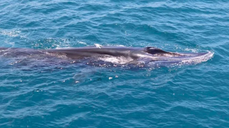 Giant whales repeatedly spotted off Lam Dong coast