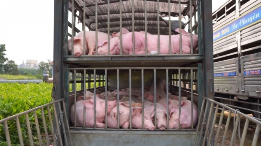 100 pigs culled after African swine fever outbreak in Quang Tri