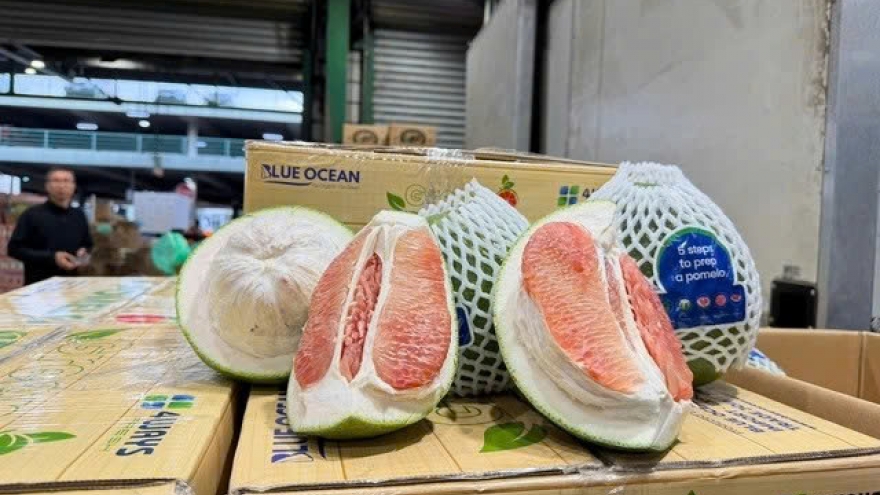 Vietnamese green-skin pomelo hits the shelves in Australia