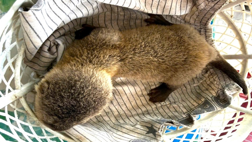 Bắt được rái cá, nam thanh niên chủ động giao nộp động vật hoang dã