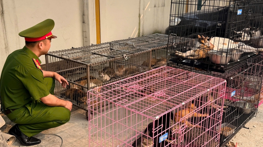 Thủ đoạn của nhóm đối tượng trộm hơn 300 con mèo ở Hà Nội