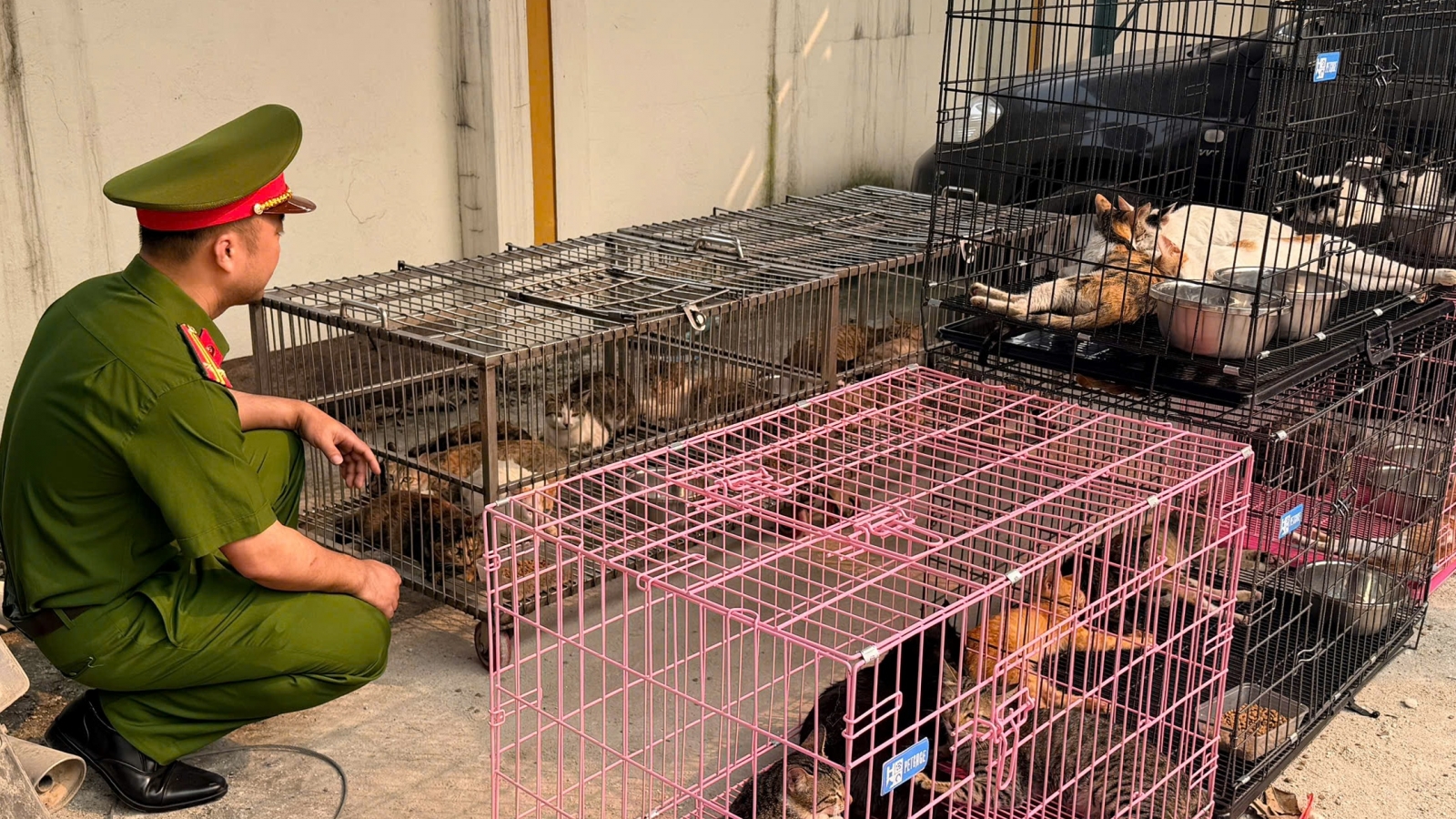 Thủ đoạn của nhóm đối tượng trộm hơn 300 con mèo ở Hà Nội