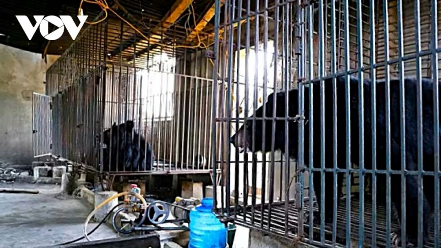 Nghe An resident voluntarily hands over two long-captive bears