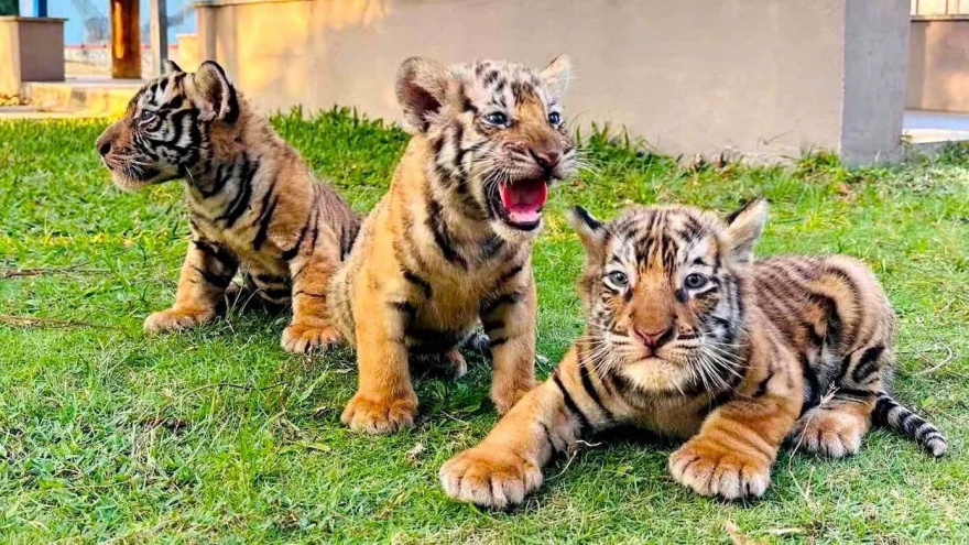 Three Bengal tiger cubs born at safari park in Vietnam