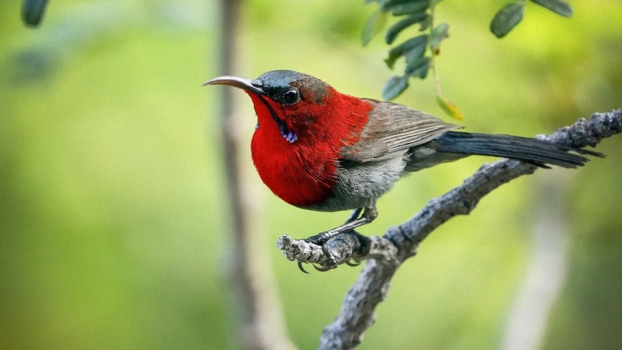 Hue named among world’s best birdwatching places