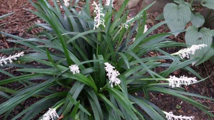 Cây thuốc quý bổ tim ngừa ung thư cực tốt, nhiều người lại chỉ trồng làm cảnh