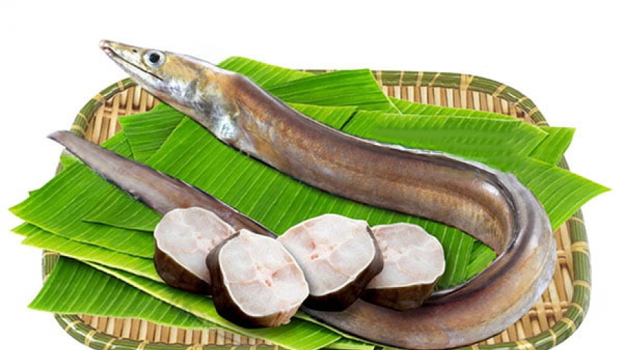 Lùng mua loài cá hiếm siêu dài, cực kỳ bổ dưỡng