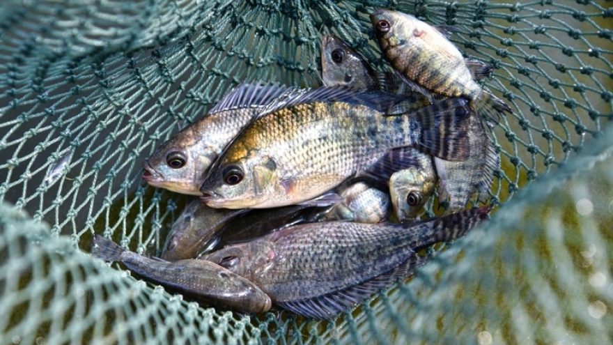 Cá bình dân Việt Nam bất ngờ hóa mặt hàng xuất khẩu triệu đô