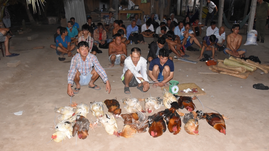 Đồng Tháp xử lý 35 đối tượng đá gà ăn thua bằng tiền