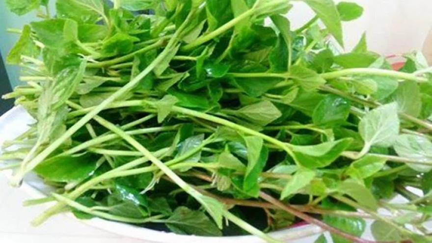 Rau dại vùng núi cao “gây sốt” thị trường