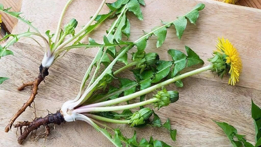 Việt Nam có cây thuốc đại bổ, tự mọc đầy vườn lại hay bị ngó lơ vì nhầm là cỏ dại