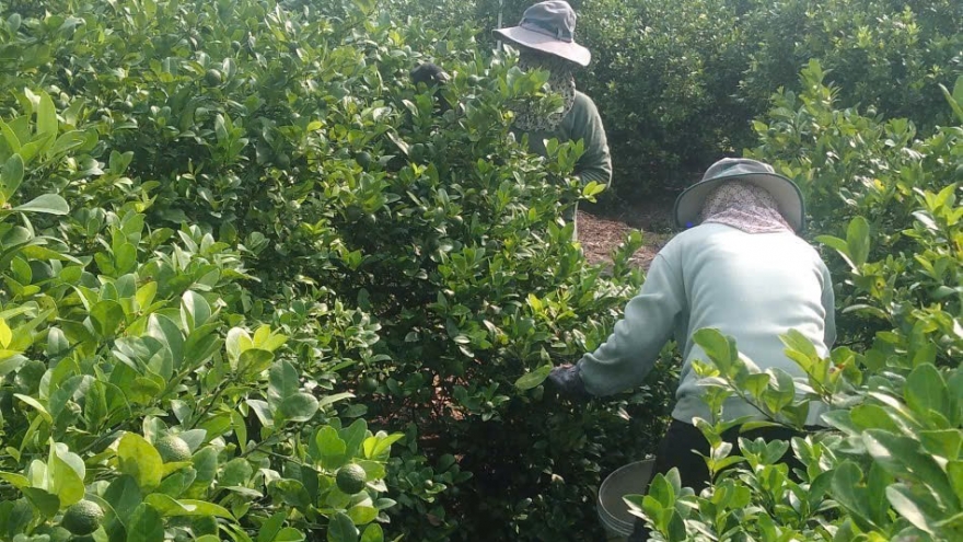 Đồng Tháp: Trái chanh giá đạt kỷ lục, nhà vườn lãi to