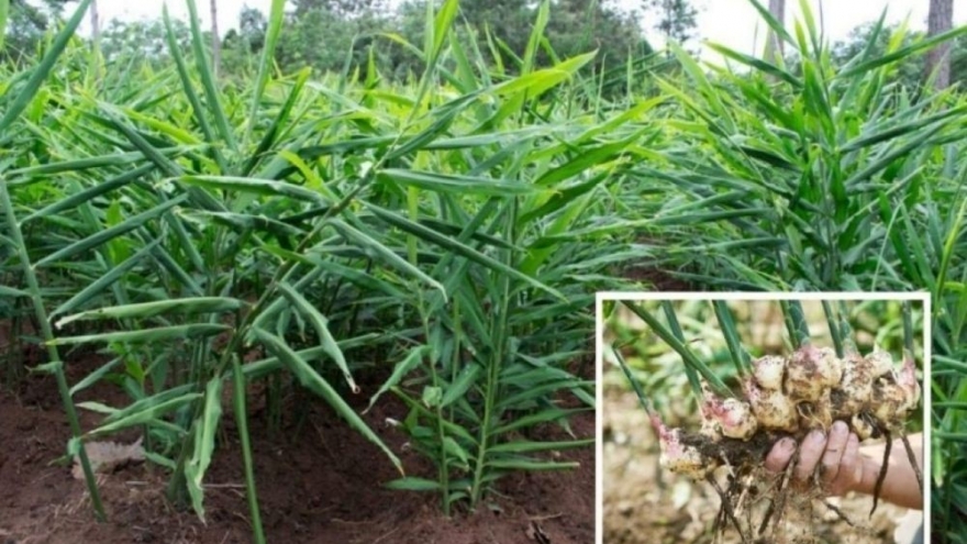 Cây thuốc bổ chẳng kém nhân sâm tổ yến, nhiều người dùng mỗi ngày mà không hay