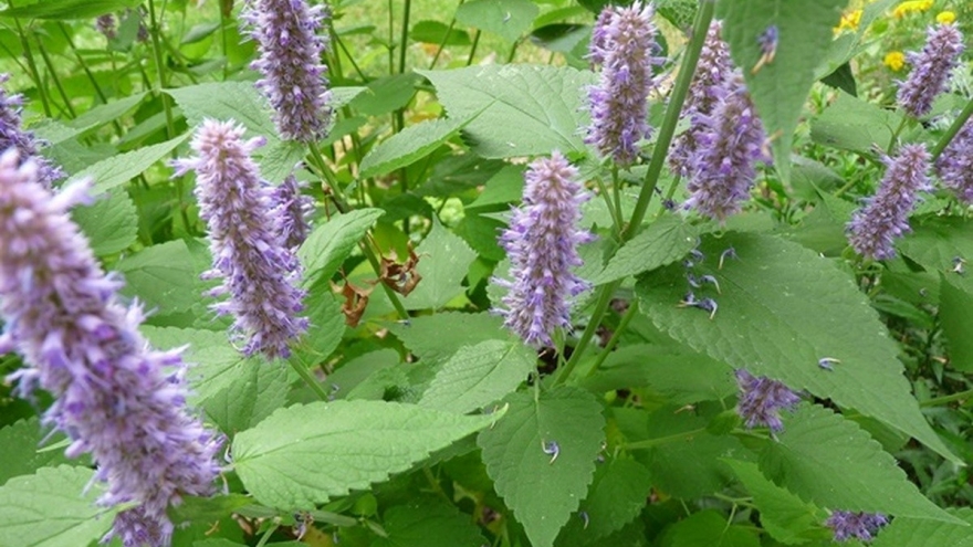 Cây thuốc Việt thơm nức mũi, biết sử dụng da đẹp, dáng xinh, cơ thể khỏe mạnh