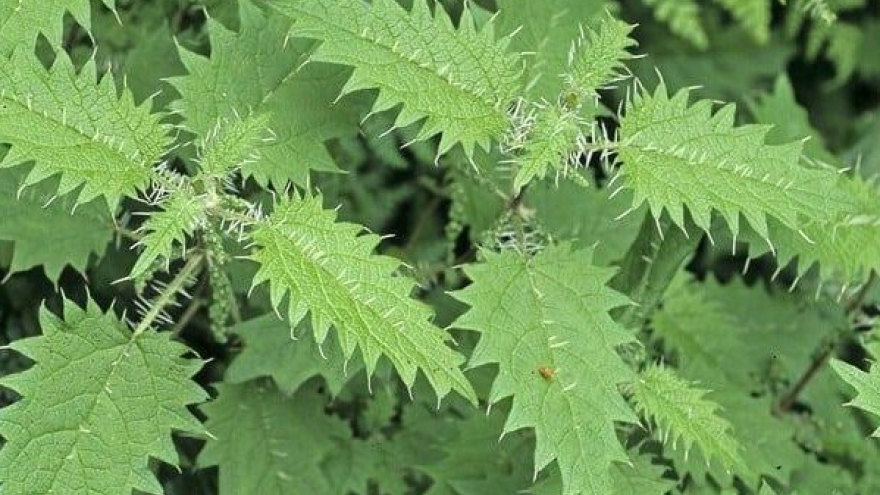 Cây thuốc quý bổ ngang nhân sâm tổ yến, không trồng vẫn mọc đầy vườn