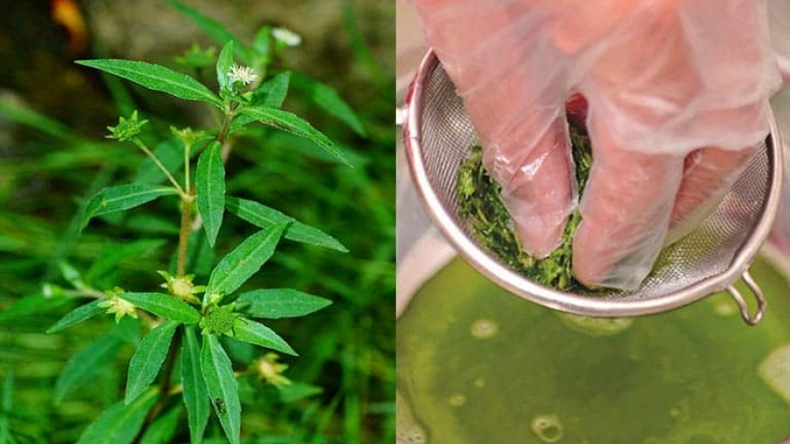 Cây thuốc quý không trồng vẫn mọc um tùm đầy vườn, nhiều người lại tưởng cỏ dại