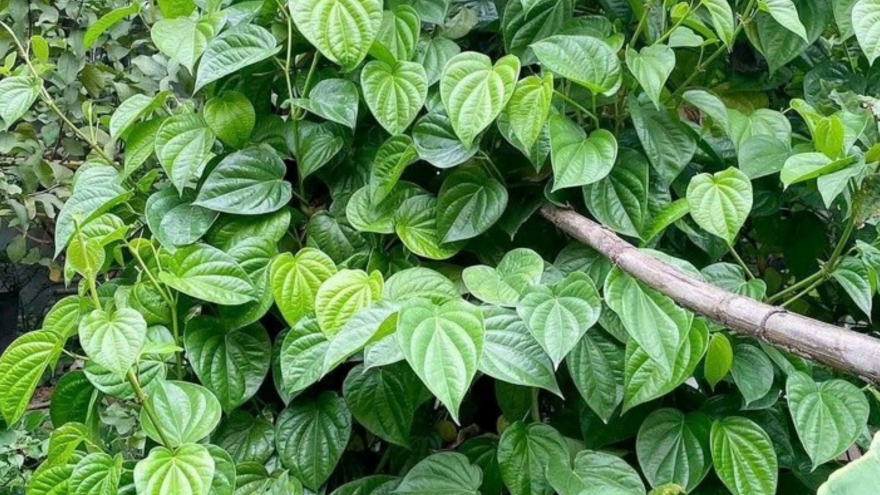 Việt Nam có sẵn “thảo dược quý” dưỡng gan bổ não, nhiều người chưa biết tận dụng