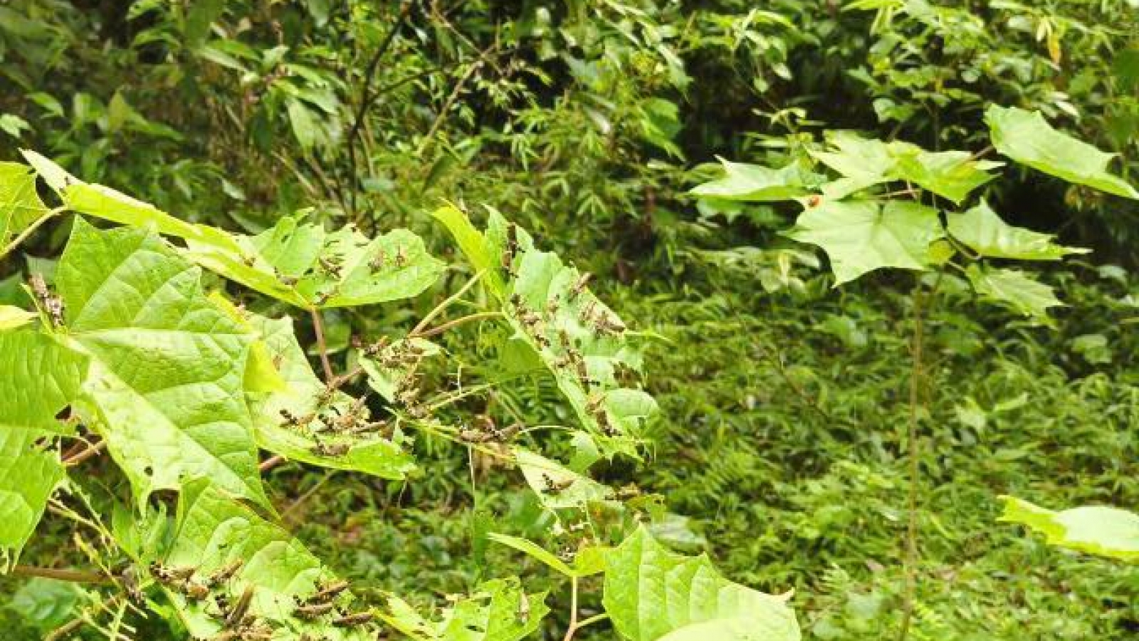 Cao Bằng chủ động phòng chống, không để châu chấu tre gây hại cây trồng