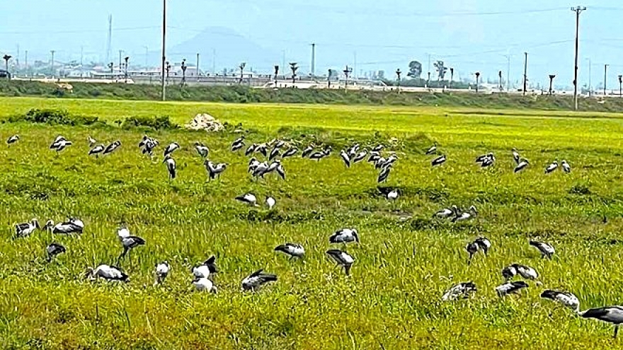 Chim cò nhạn quý hiếm bất ngờ xuất hiện hàng trăm con ở Hà Tĩnh