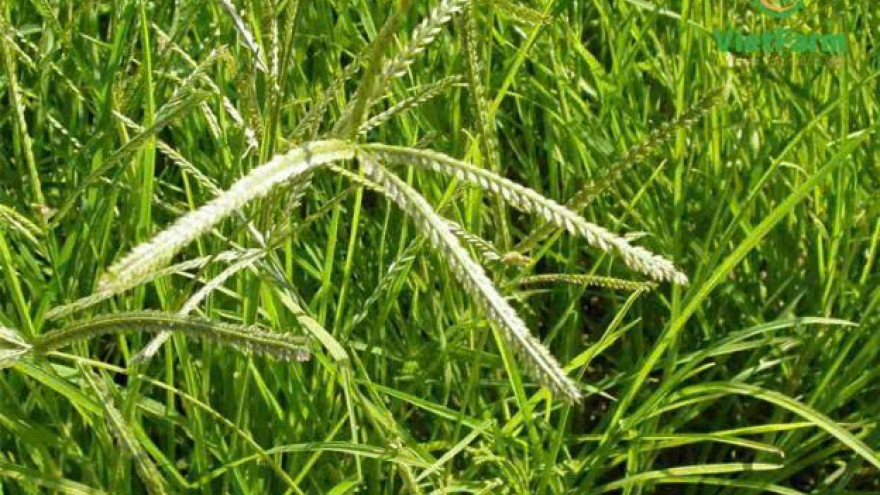 Cỏ mần trầu: Thảo dược dân dã nhưng công dụng bất ngờ với sức khỏe