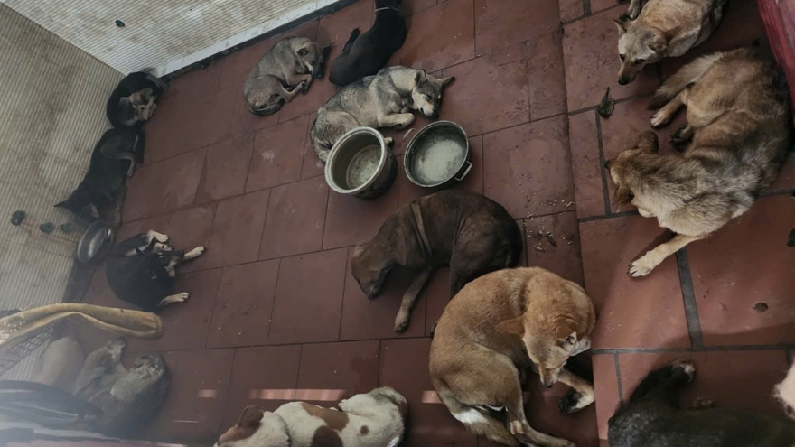 Công an Hà Nội tìm chủ 33 con chó trong vụ trộm lớn