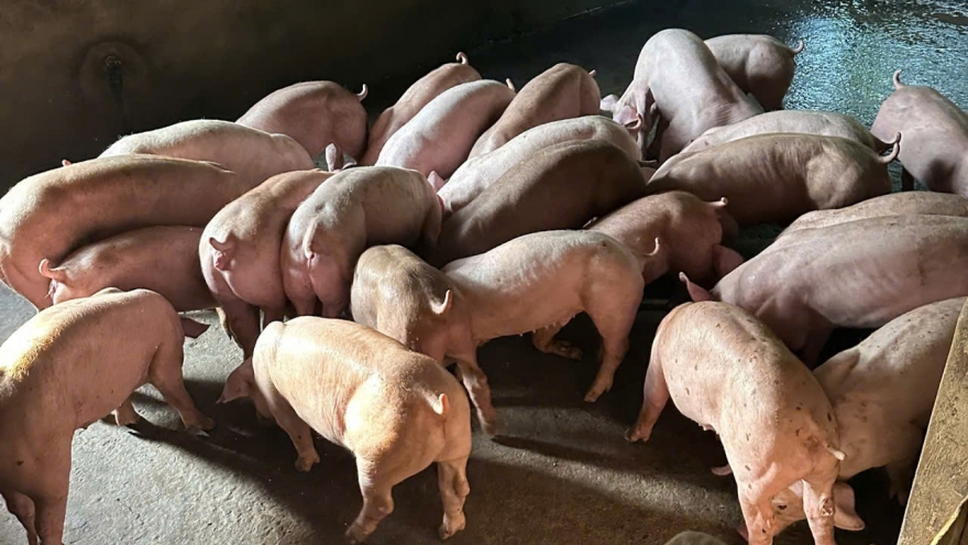 Đồng Tháp ứng phó với dịch tả heo châu Phi có nguy cơ bùng phát