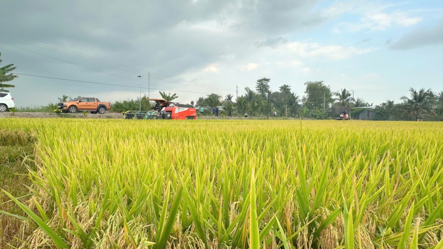 Đề án 1 triệu ha lúa định hình hướng đi sản xuất xanh, phát thải thấp