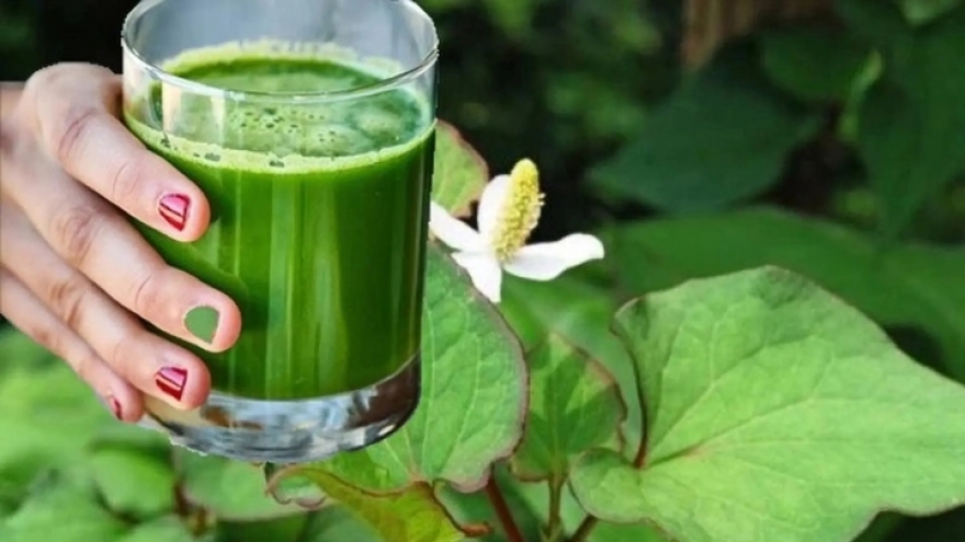 Uống nước rau diếp cá mỗi ngày có tốt?