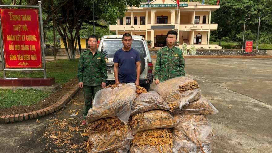 Thu giữ trên 600kg nguyên liệu thuốc lá, tiêu hủy gần 500 cây thuốc phiện