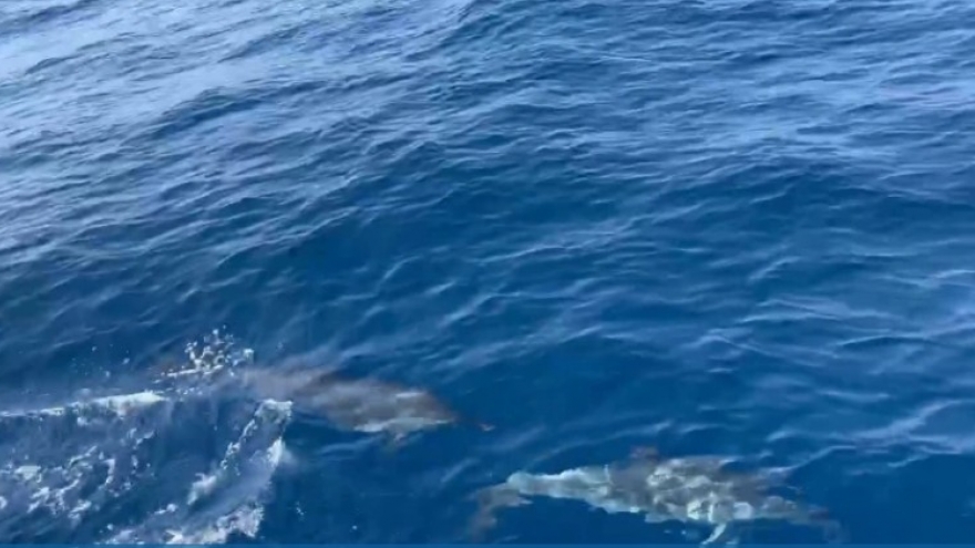 Hundreds of dolphins seen in waters off Quy Nhon in central Vietnam