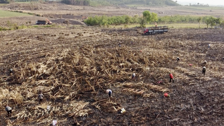 124 ha mía Đắk Lắk bị cháy trong nắng nóng cực điểm