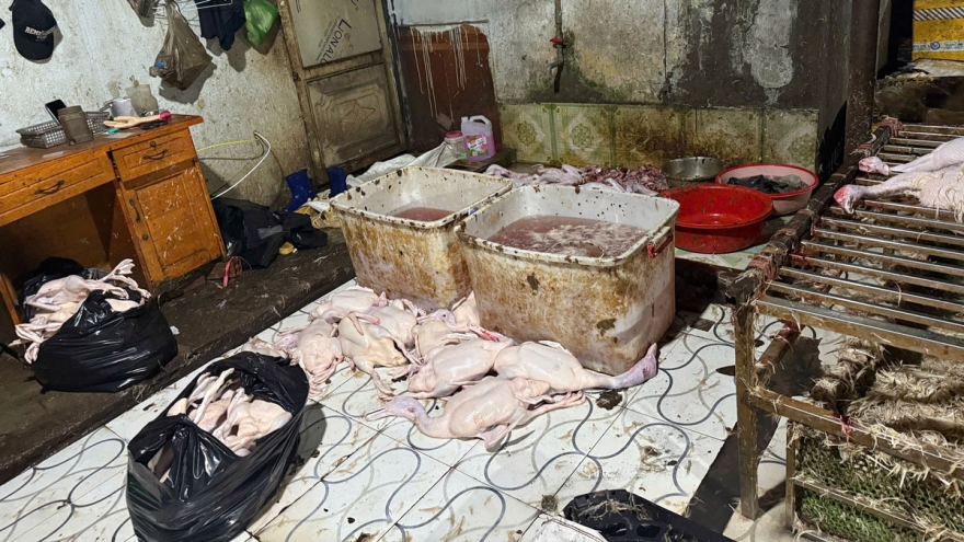 Cận cảnh lò mổ trái phép ở TP.HCM: Thịt gia cầm nằm la liệt trên nền đất bẩn