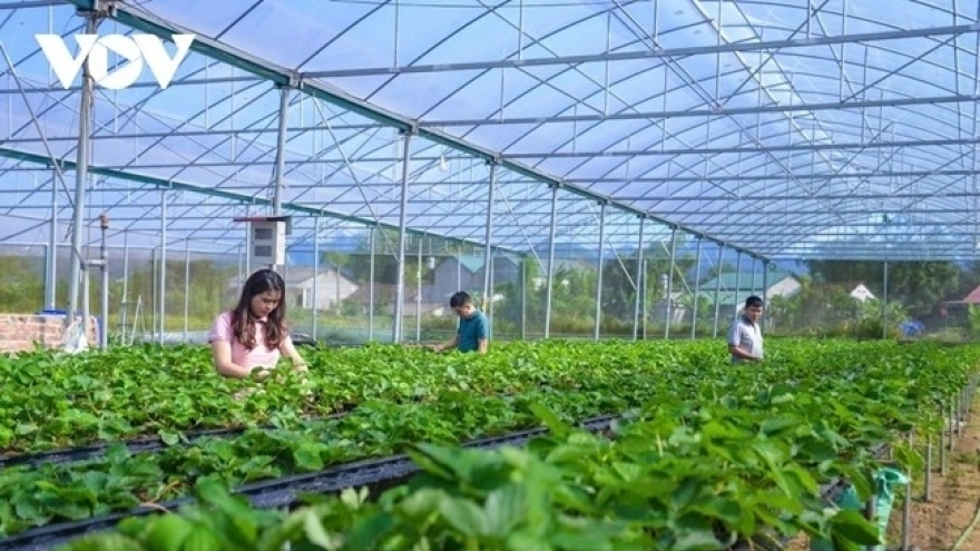 Liên kết hợp tác xã - doanh nghiệp: Cần một cơ chế hợp đồng dài hạn