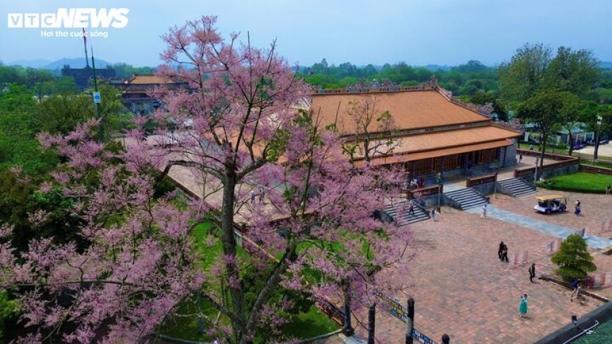 Hue Imperial Citadel given makeover with blossom spring flowers