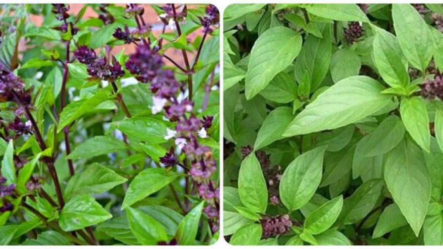 Nhiều người ăn húng chó nhưng chưa biết những điều này