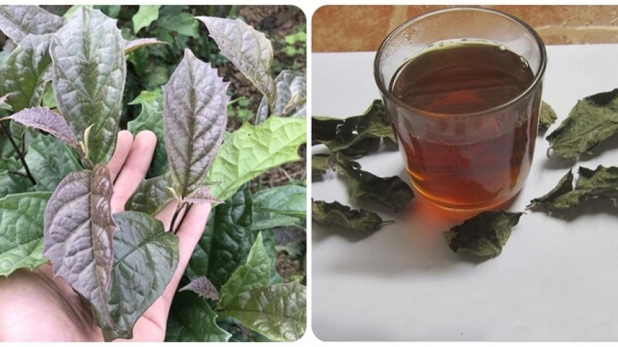 Những người không nên uống nước lá xạ đen