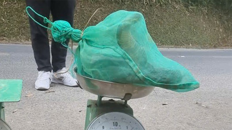 Khởi tố vụ án vận chuyển rắn hổ mang chúa trái phép ở Thái Nguyên