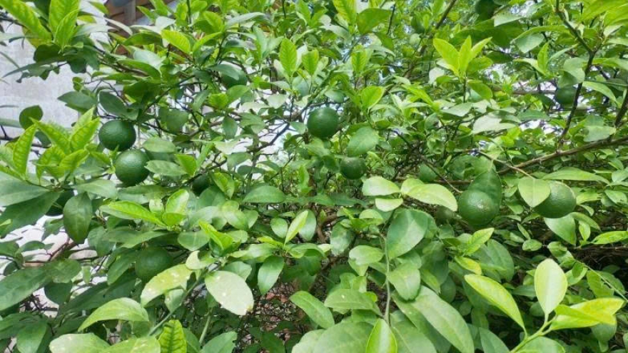 Lá chanh không chỉ để nấu ăn: Những bài thuốc dân gian ít ai biết