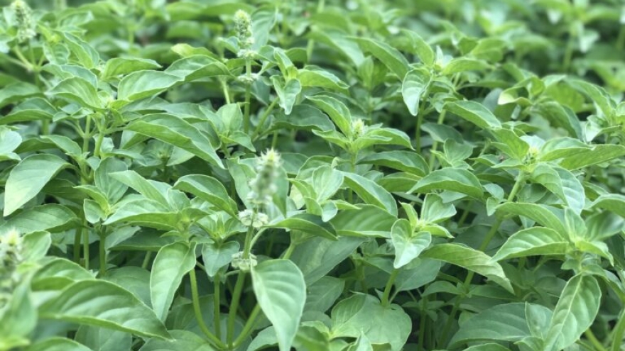 Lá é: Những công dụng ít ai ngờ tới