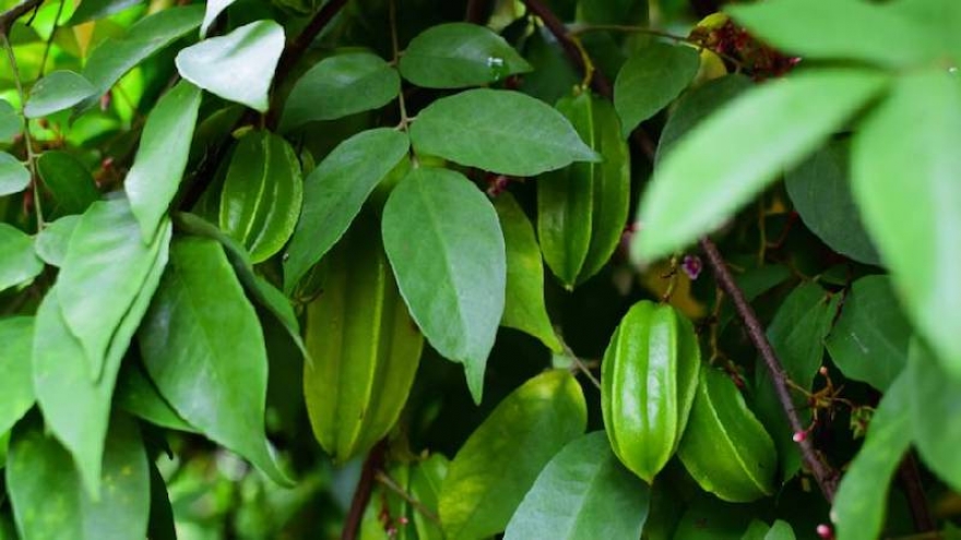 Nước lá khế để tắm có thực sự tốt như lời đồn? Sự thật ít người biết