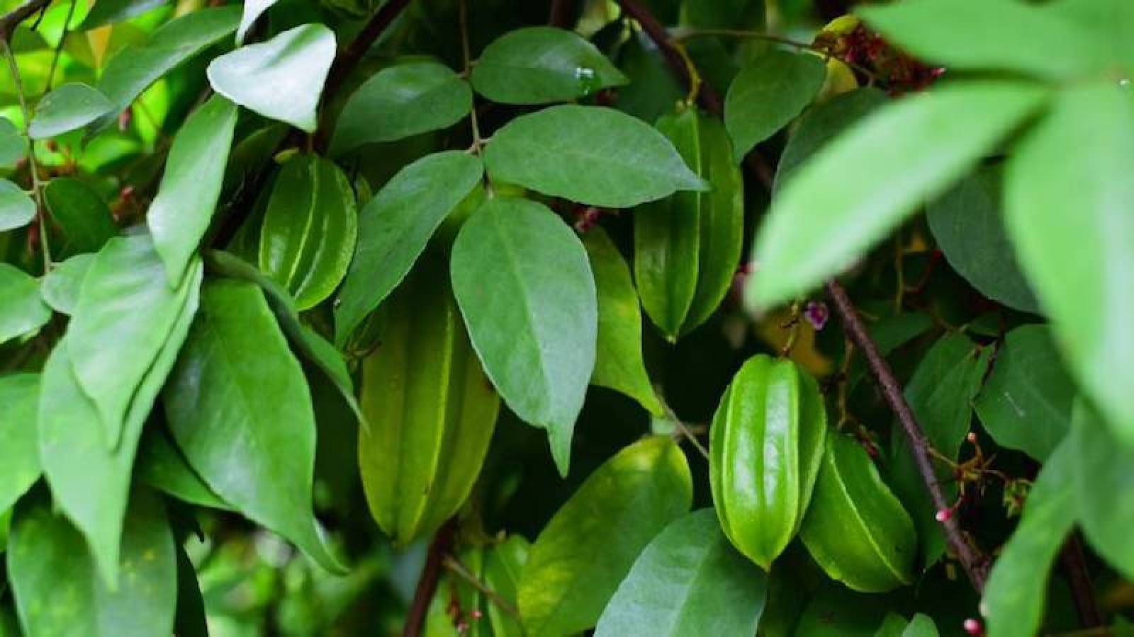 Nước lá khế để tắm có thực sự tốt như lời đồn? Sự thật ít người biết