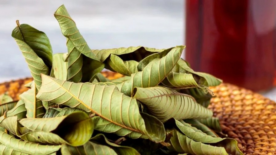 Việt Nam có loại lá rụng đầy gốc không ai ngó, lại là "thuốc quý" ngừa cả ung thư